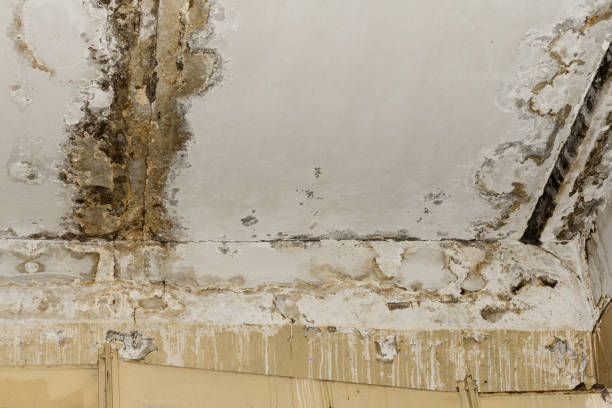 Manor, PA Mold Removal Company